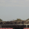13_30-mast.jpg