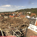 13_50-nest.jpg