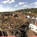 15_50-nest.jpg