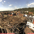 16_00-nest.jpg