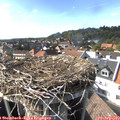 16_20-nest.jpg
