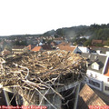 17_30-nest.jpg