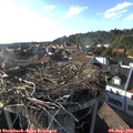 18_00-nest.jpg