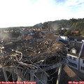18_50-nest.jpg
