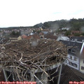 07_35-nest.jpg
