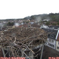 08_25-nest.jpg