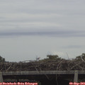 10_10-mast.jpg