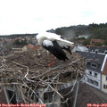 11_35-nest.jpg
