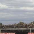 12_15-mast.jpg