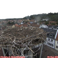 17_50-nest.jpg