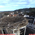 08_20-nest.jpg