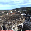 08_30-nest.jpg
