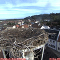08_40-nest.jpg