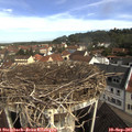 09_45-nest.jpg