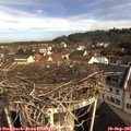 09_50-nest.jpg