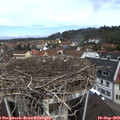 11_00-nest.jpg