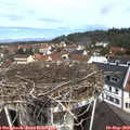 11_10-nest.jpg