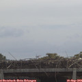 11_15-mast.jpg