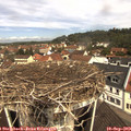 11_15-nest.jpg