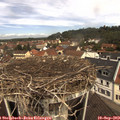11_20-nest.jpg