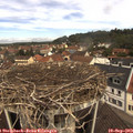 11_30-nest.jpg