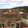 11_35-nest.jpg