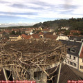 11_40-nest.jpg
