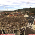 11_45-nest.jpg