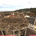 11_50-nest.jpg