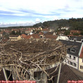 11_55-nest.jpg