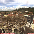 12_10-nest.jpg