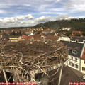 12_20-nest.jpg