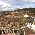 12_30-nest.jpg