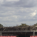 12_50-mast.jpg