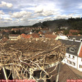 12_50-nest.jpg