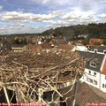 13_00-nest.jpg