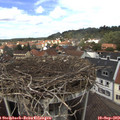 13_05-nest.jpg