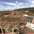 13_20-nest.jpg