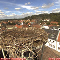 13_25-nest.jpg