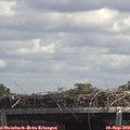 13_30-mast.jpg