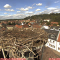 13_45-nest.jpg