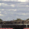 13_50-mast.jpg
