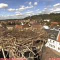 13_50-nest.jpg