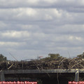 13_55-mast.jpg