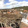 14_30-nest.jpg