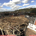14_50-nest.jpg