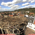 14_55-nest.jpg