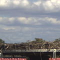 15_10-mast.jpg