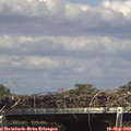 15_15-mast.jpg