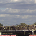 15_30-mast.jpg